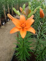 [4089 Caluroso DJ No01.JPG]